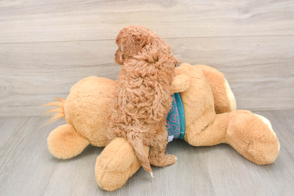 Cavapoo Puppy for Adoption
