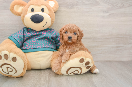 Smart Cavapoo Poodle Mix Pup