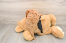 Funny Cavapoo Poodle Mix Pup