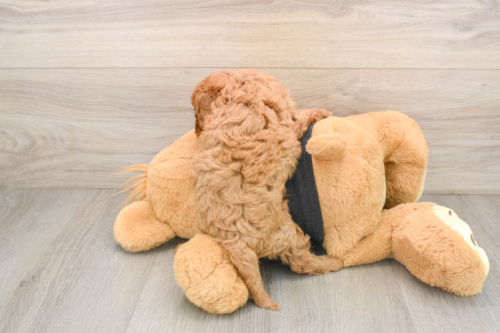 Funny Cavapoo Poodle Mix Pup