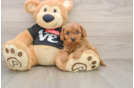 Petite Cavapoo Poodle Mix Pup