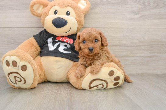 Petite Cavapoo Poodle Mix Pup