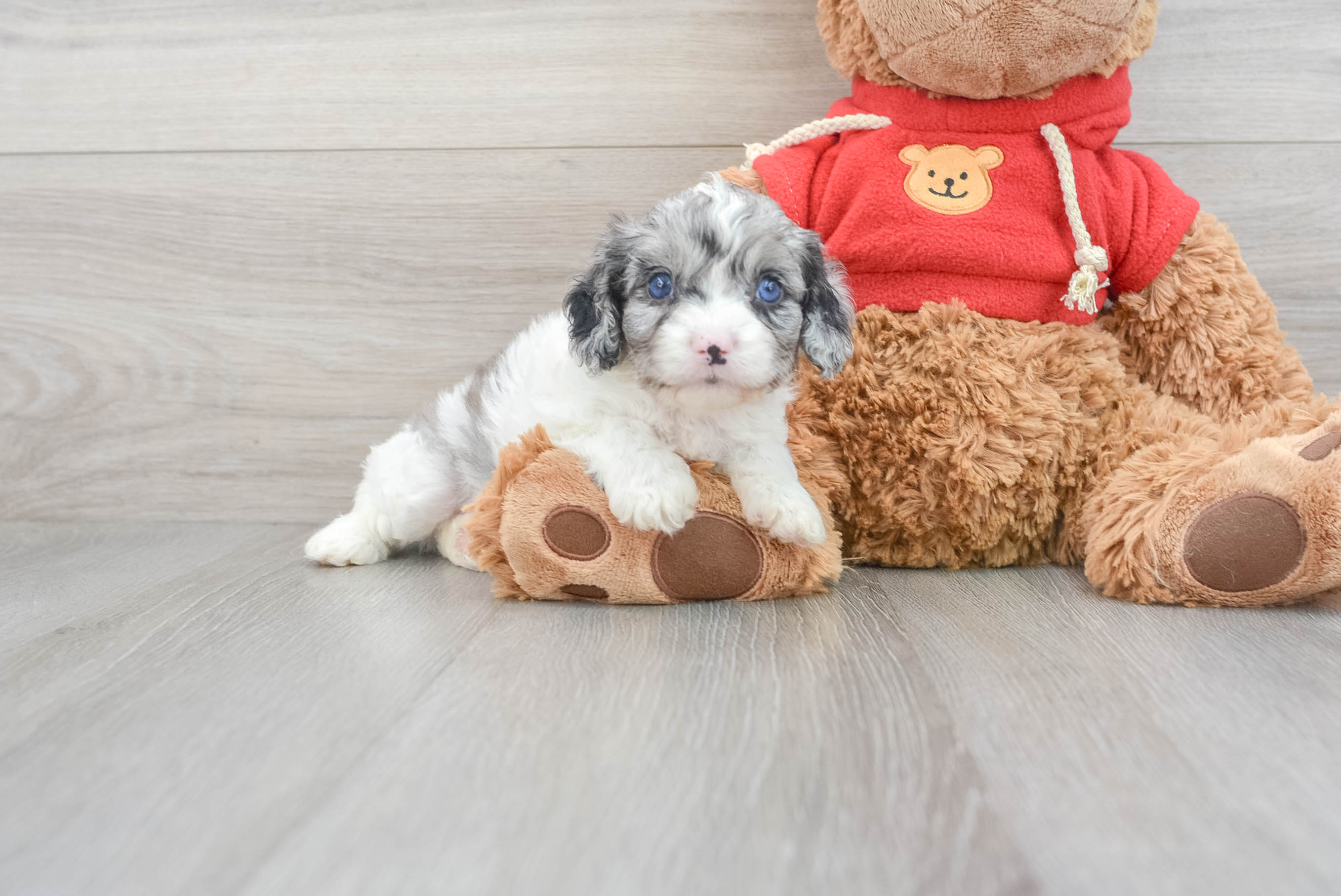 Cavapoo poodle mix cheap