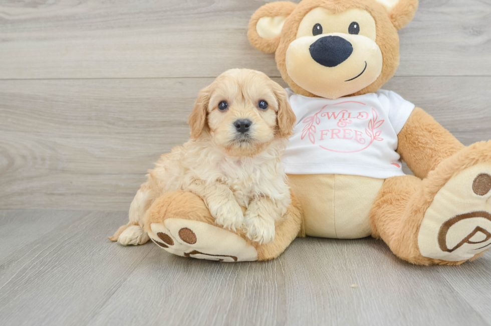 6 week old Cavapoo Puppy For Sale - Florida Fur Babies