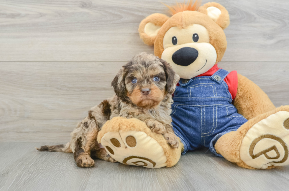 5 week old Cavapoo Puppy For Sale - Florida Fur Babies