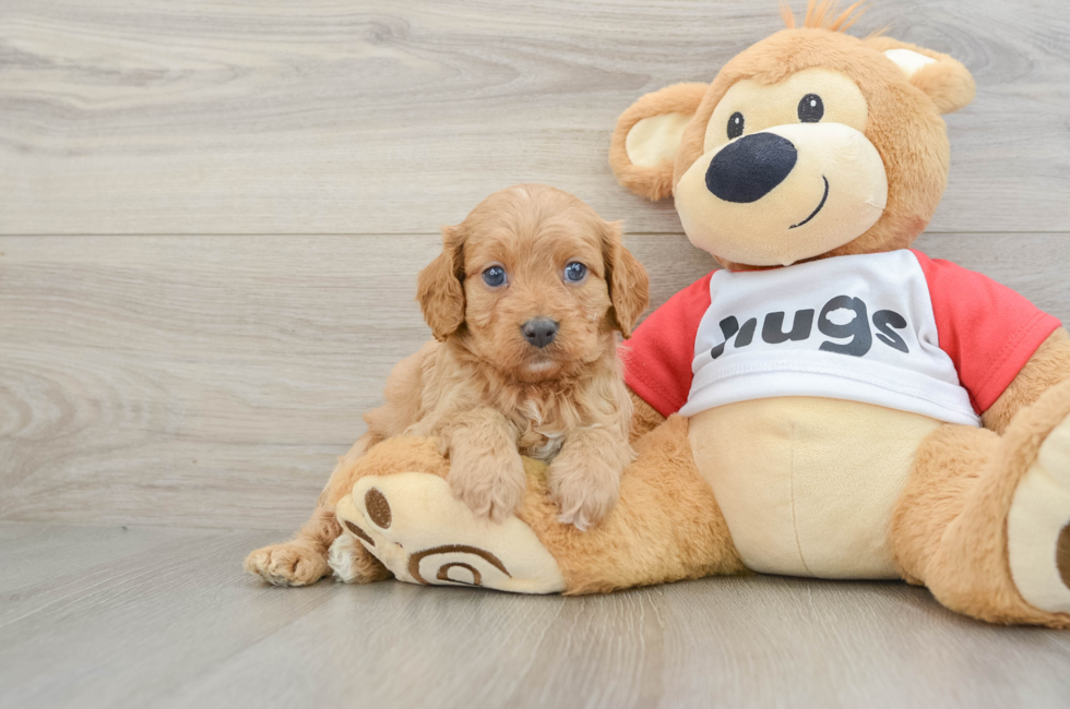 7 week old Cavapoo Puppy For Sale - Florida Fur Babies
