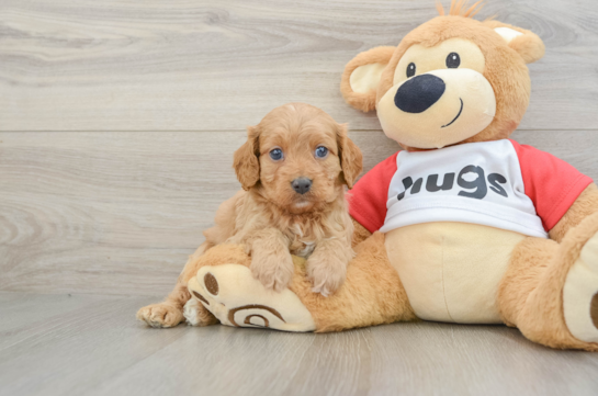 Best Cavapoo Baby