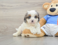 8 week old Cavapoo Puppy For Sale - Florida Fur Babies