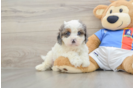 Happy Cavapoo Baby