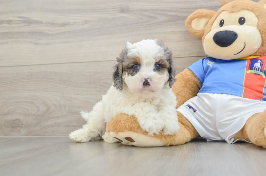 Happy Cavapoo Baby