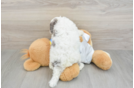 Cavapoo Puppy for Adoption