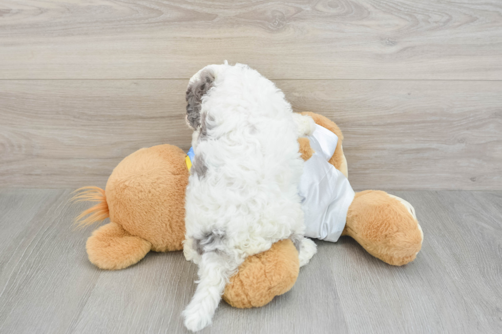 Cavapoo Puppy for Adoption