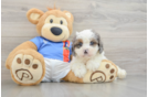 Cavapoo Puppy for Adoption