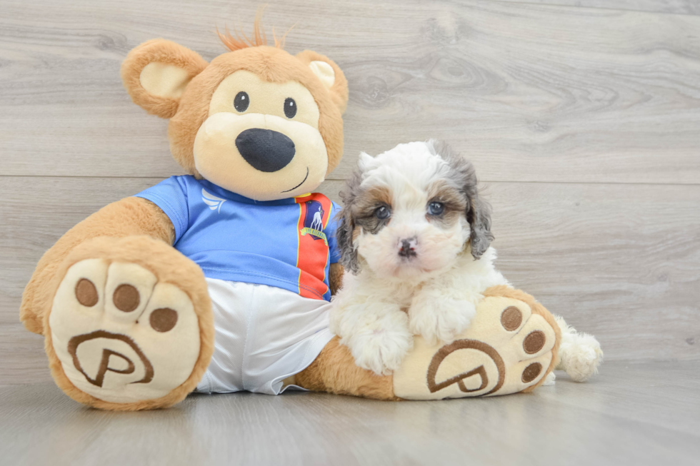 Cavapoo Puppy for Adoption