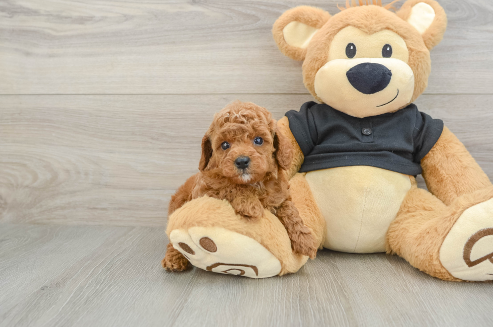 6 week old Cavapoo Puppy For Sale - Florida Fur Babies