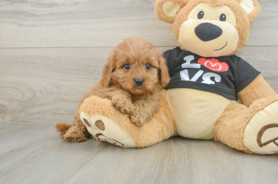 Hypoallergenic Cavadoodle Poodle Mix Puppy