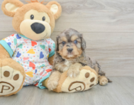 8 week old Cavapoo Puppy For Sale - Florida Fur Babies