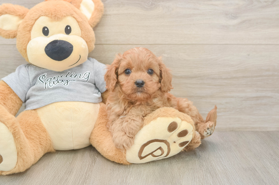 5 week old Cavapoo Puppy For Sale - Florida Fur Babies