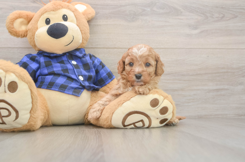 5 week old Cavapoo Puppy For Sale - Florida Fur Babies