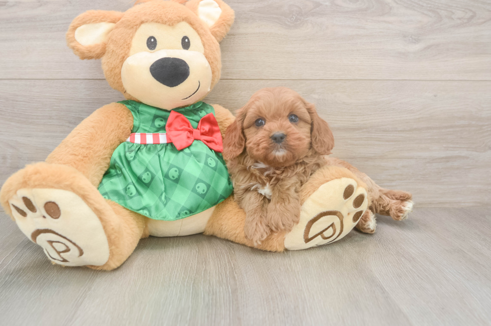 5 week old Cavapoo Puppy For Sale - Florida Fur Babies