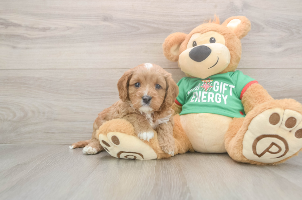 5 week old Cavapoo Puppy For Sale - Florida Fur Babies