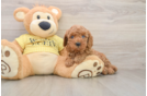Smart Cavapoo Poodle Mix Pup