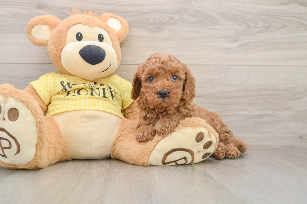 Smart Cavapoo Poodle Mix Pup