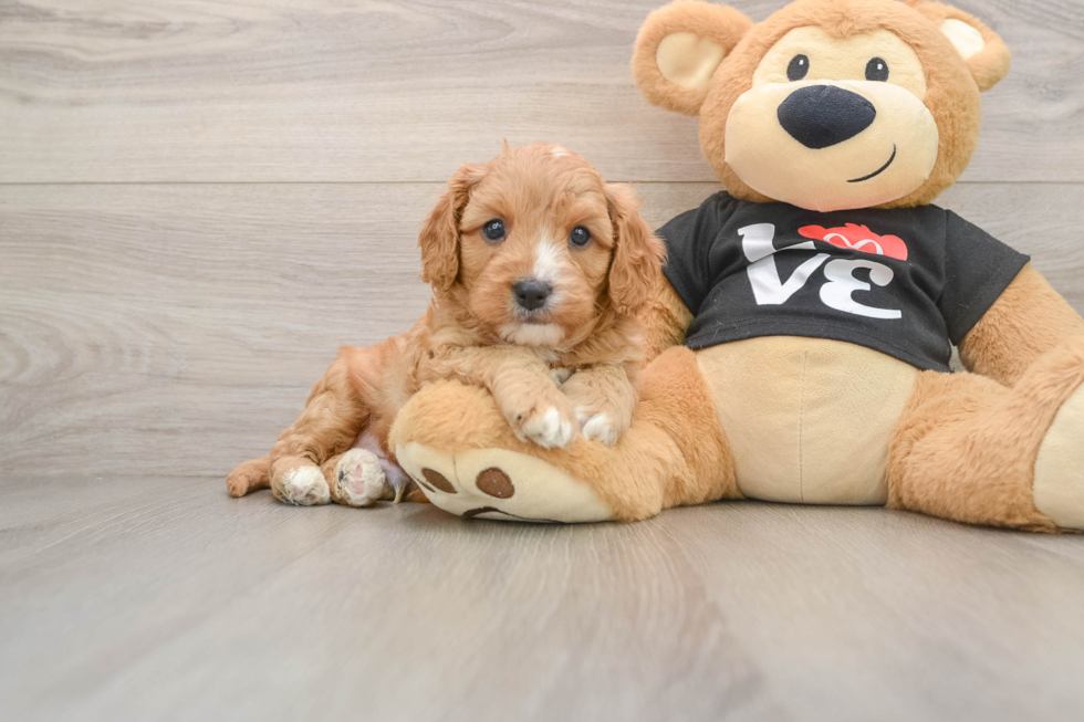 Happy Cavapoo Baby