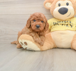 7 week old Cavapoo Puppy For Sale - Florida Fur Babies
