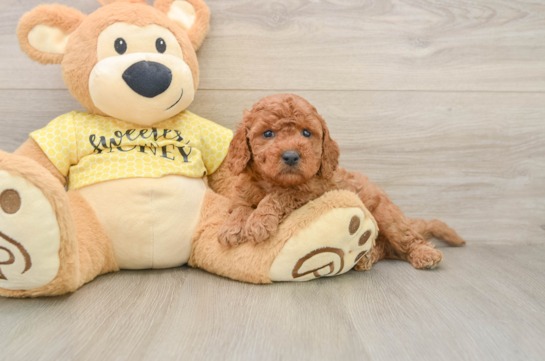 Cavapoo Pup Being Cute