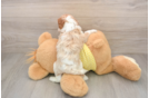 Best Cavapoo Baby