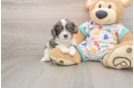 Best Cavapoo Baby