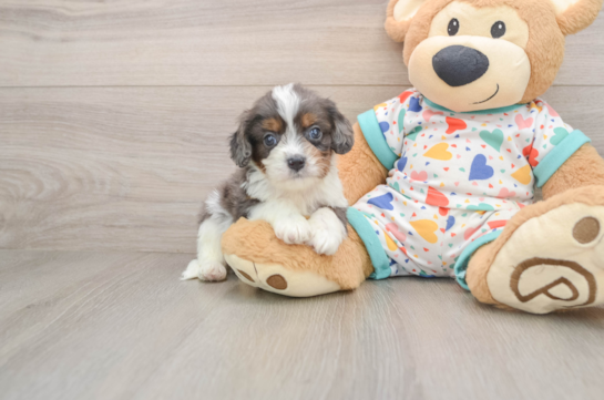 Best Cavapoo Baby
