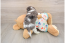 Cavapoo Pup Being Cute
