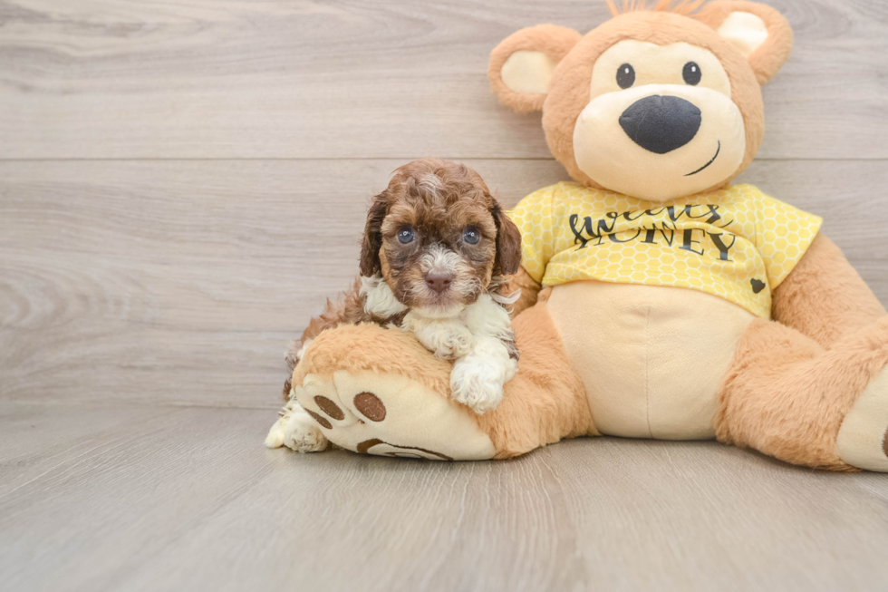 Popular Cavapoo Poodle Mix Pup