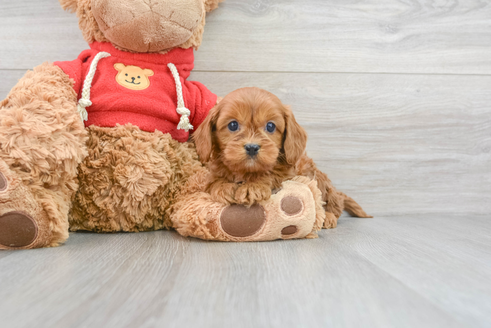 Happy Cavapoo Baby