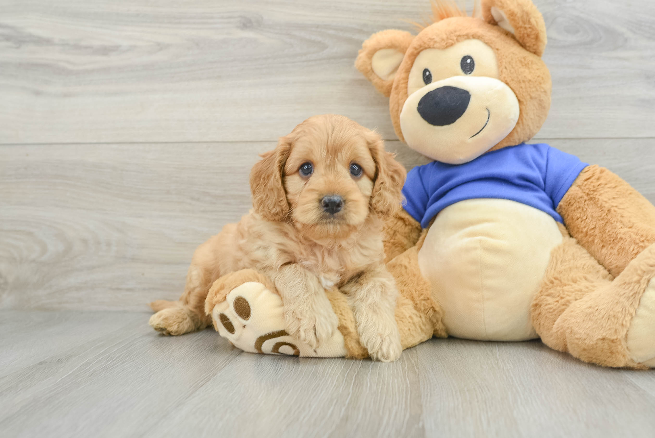 Best Cavapoo Baby