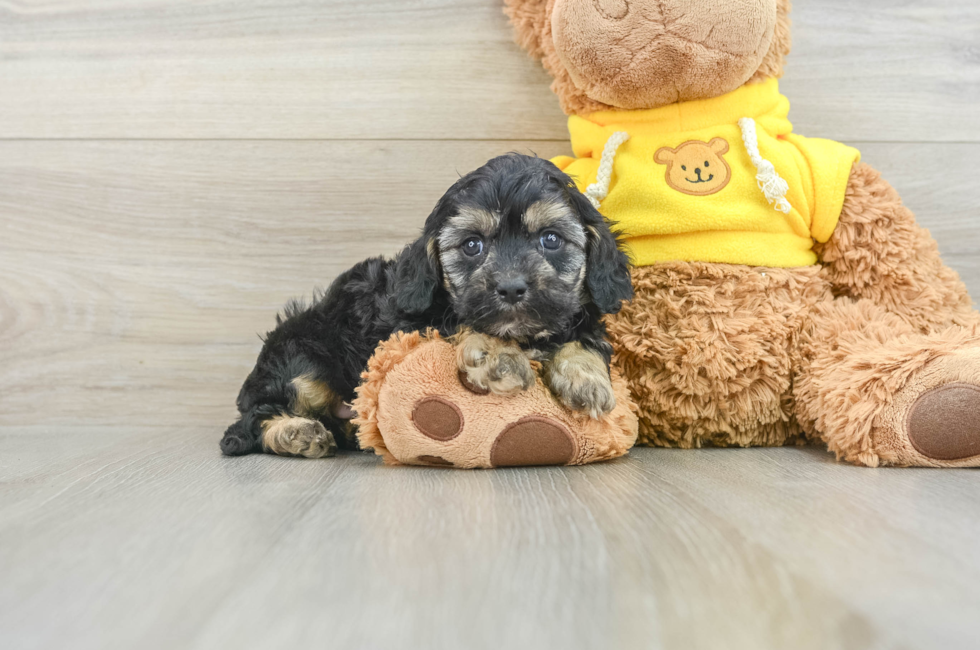 8 week old Cavapoo Puppy For Sale - Florida Fur Babies