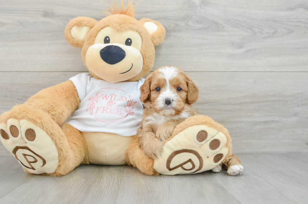 6 week old Cavapoo Puppy For Sale - Florida Fur Babies