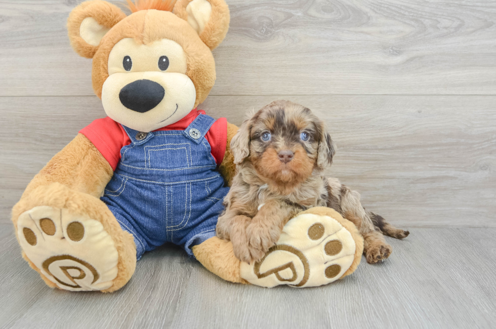 5 week old Cavapoo Puppy For Sale - Florida Fur Babies