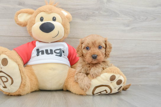 Energetic Cavoodle Poodle Mix Puppy