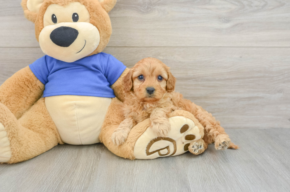 7 week old Cavapoo Puppy For Sale - Florida Fur Babies