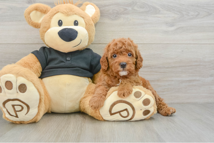Best Cavapoo Baby