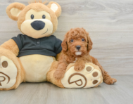 8 week old Cavapoo Puppy For Sale - Florida Fur Babies
