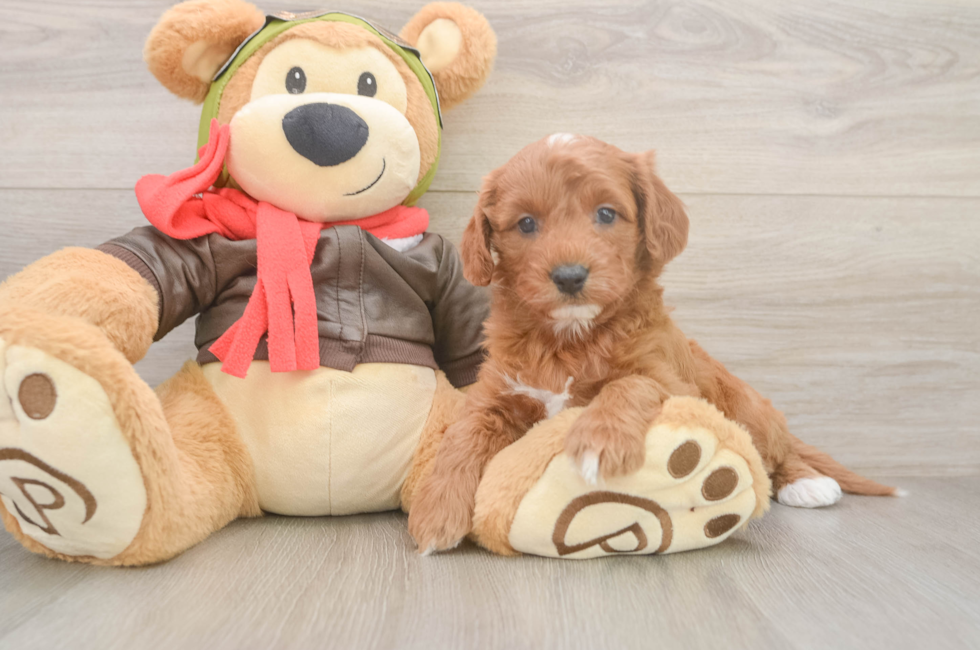 5 week old Cavapoo Puppy For Sale - Florida Fur Babies
