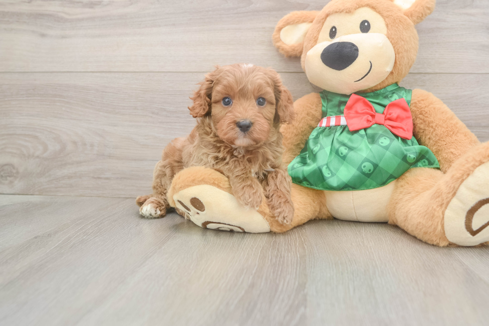 Best Cavapoo Baby