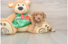 Cavapoo Puppy for Adoption
