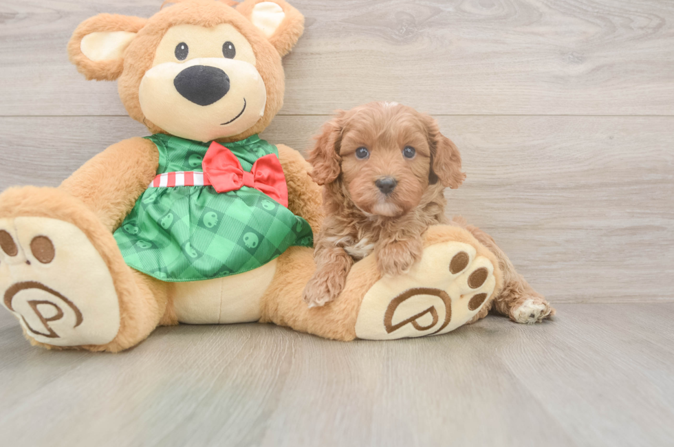 5 week old Cavapoo Puppy For Sale - Florida Fur Babies