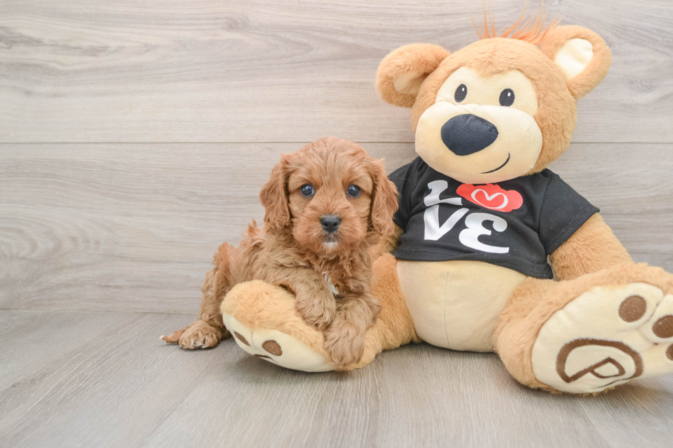 Cavapoo Pup Being Cute