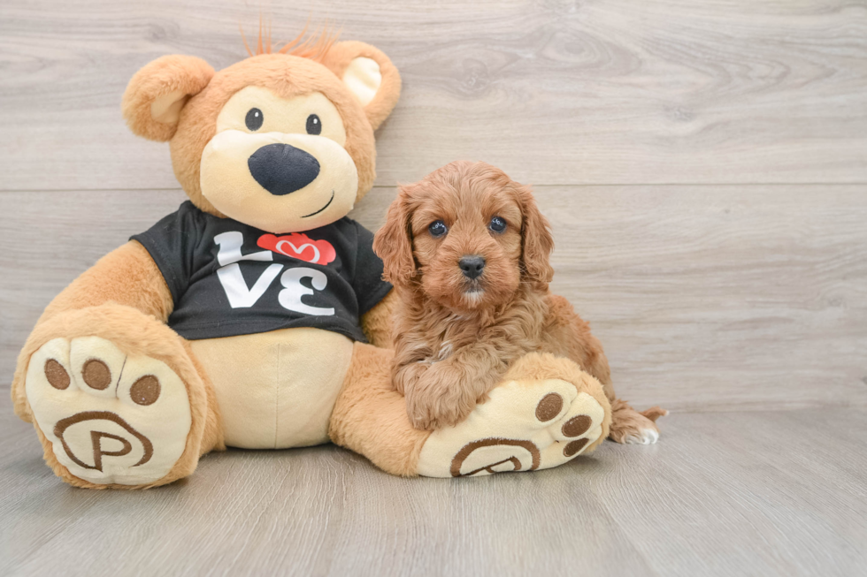 Little Cavipoo Poodle Mix Puppy